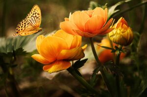 flowers, butterfly, silver washed fritillary-19830.jpg