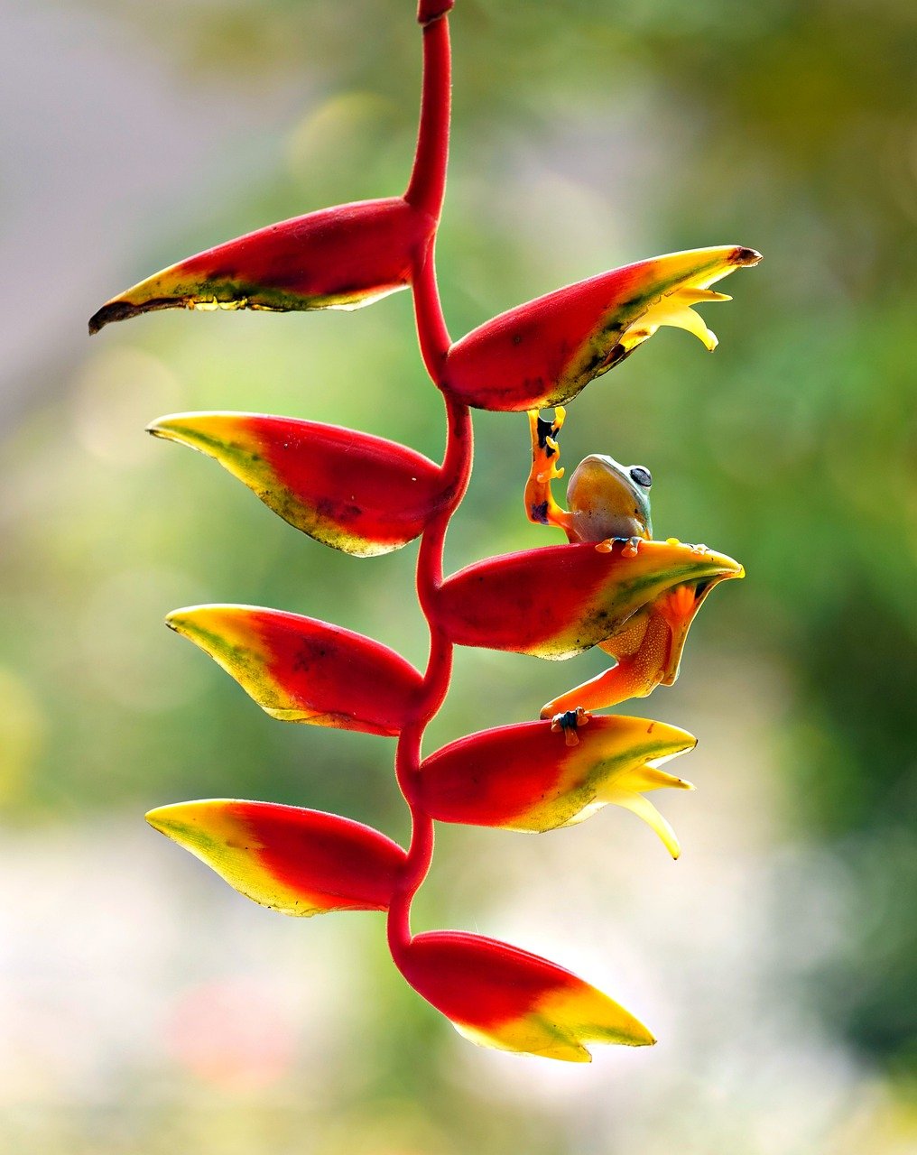 heliconia, lobster claws, flora-8599119.jpg