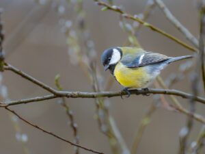 tit, great tit, bird-8620223.jpg